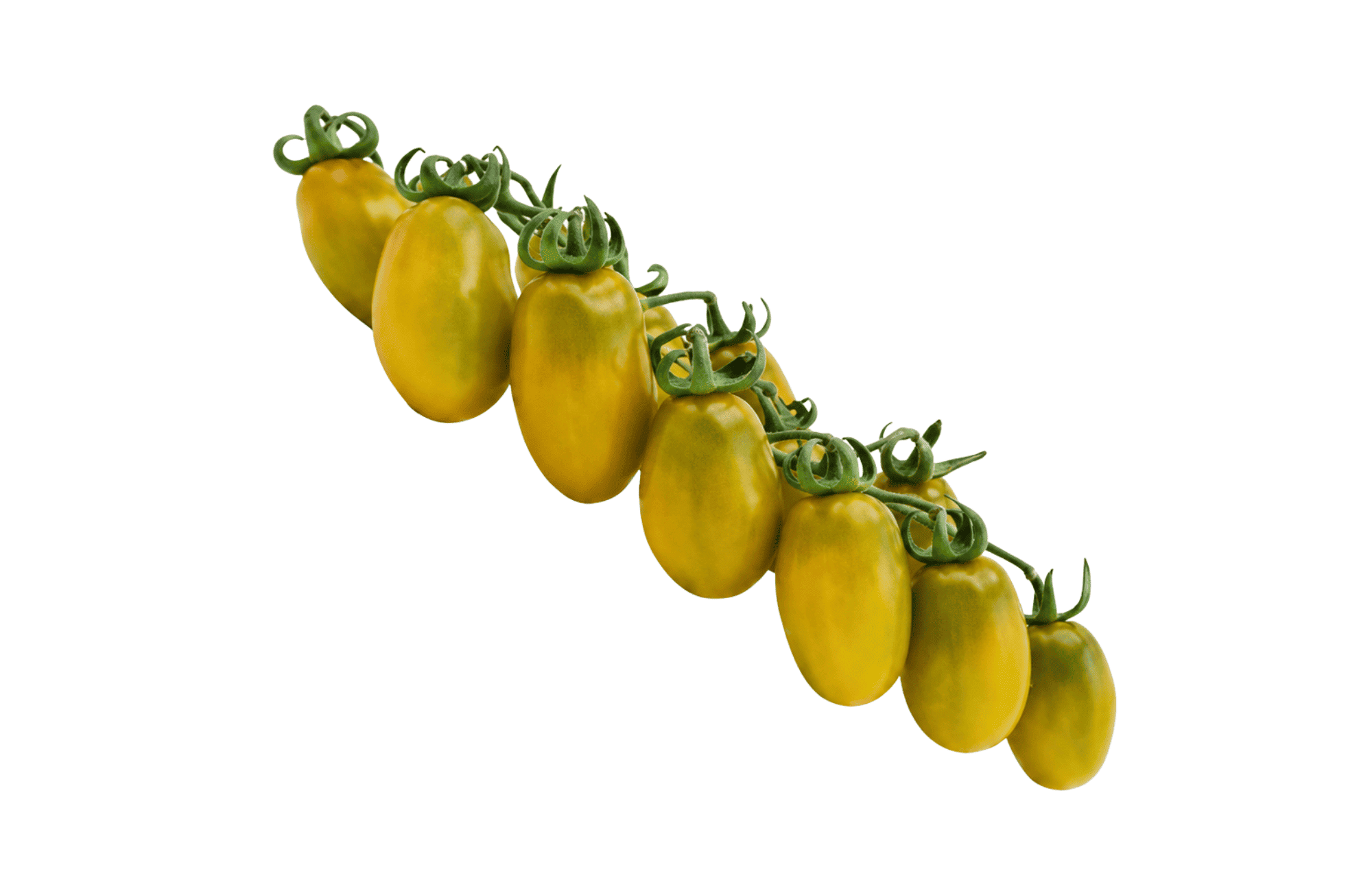 Verdicchio