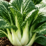 Pak Choi 150x150
