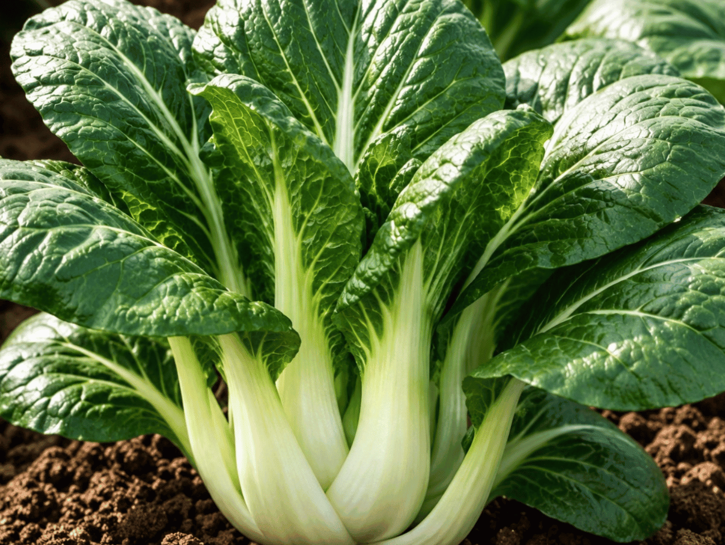 Pak Choi