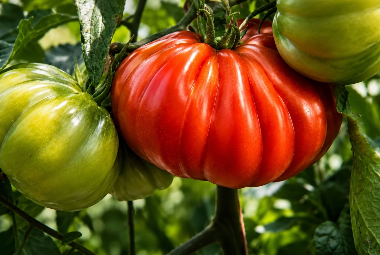 Pomodoro