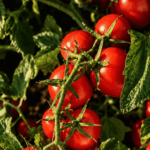 Pomodoro Industria 150x150