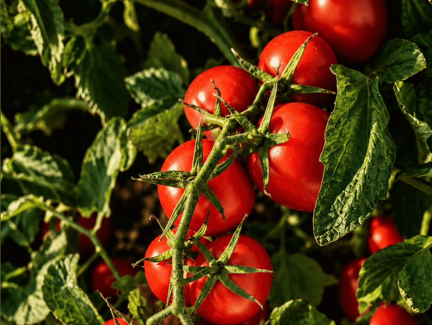 Pomodoro Industria