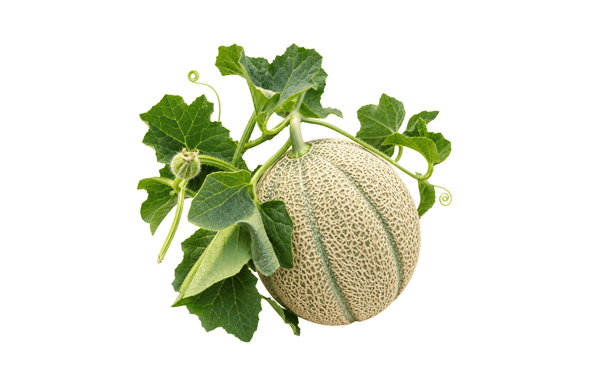 Sombrero